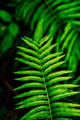 Fern leaf close-up nature concept idea background. House decoration .gardening concept idea