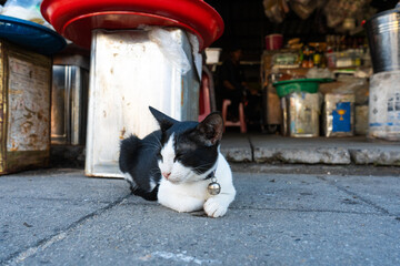 Black-white cat with a bell on a collar, lies on the floor in a street market.
