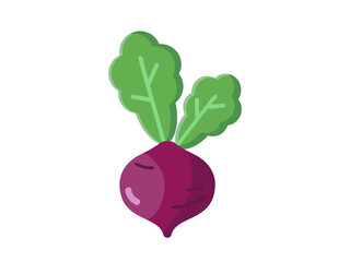 Beetroot  vector illustration. Beetroot  vector design. 