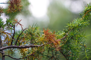 branch of a pine