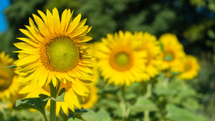 Sunflower field Background with selective focus. Sun day.