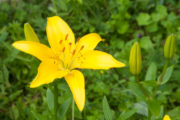 Yellow lily flowers in a garden