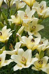 Yellow lily flowers in a garden