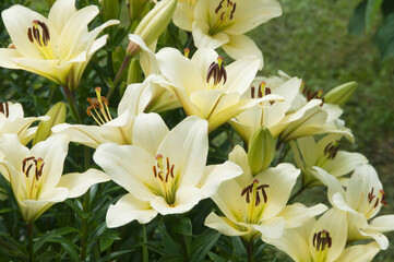 Yellow lily flowers in a garden