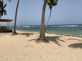 palm tree on the beach