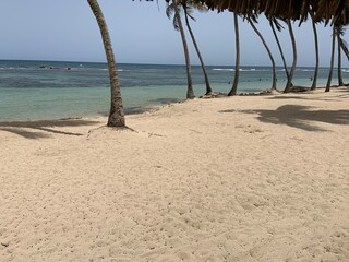 palm tree on the beach