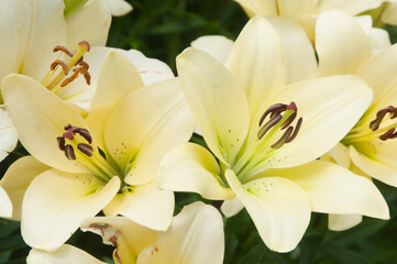 Obraz na płótnie Canvas Yellow lily flowers in a garden