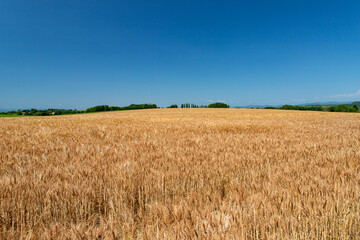 北海道　美瑛町の夏の風景