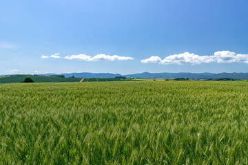 北海道　美瑛町の夏の風景