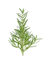 Obraz premium Rosemary isolated on white background,