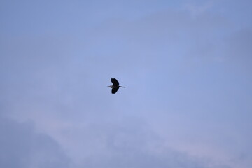 Naklejka na ściany i meble gray egret flying in the sky
