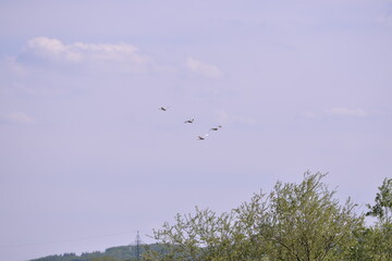 whitr egrets flying in the sky