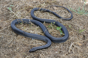 Large black snake