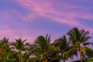 Obraz premium Sunset on a paradise tropical beach with palm trees.