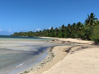 tropical beach with palm trees