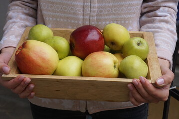 still life with red and green apples