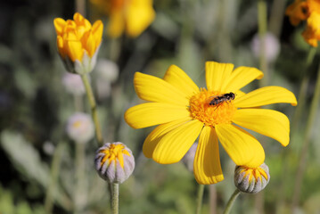 Common Hover Fly (Melangyna viridiceps)  nectar-feeding on daisy-bush flower, South Australia