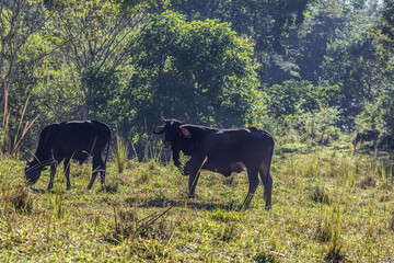 Duas vacas pastando em relva verde.