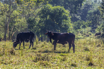 Um par de gado no pasto.