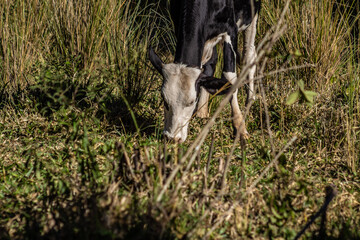Vaca malhada sozinha no pasto se alimentando.