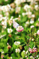 butterfly on a flower