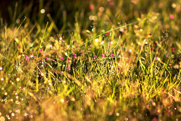 grass in the morning