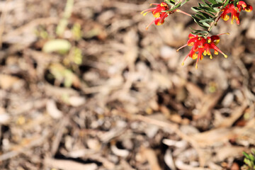 Natural background with Grevillea 'Bonnie Prince Charlie' flower detail
