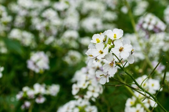 A close-up macro shot of White Wall Rocket plant with flowers in bloom in Malta