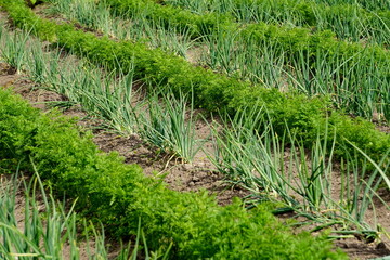 Perfect beautiful vegetable garden with green onions and carrots, straight furrows