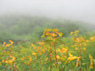 Obraz premium OLYMPUS DIGITAL CAMERA