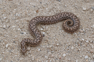 Boa snake is small and beautiful
