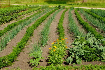 Fototapeta na wymiar Perfect beautiful vegetable garden with green onions and carrots, straight furrows