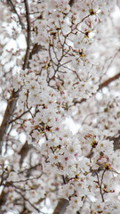 Naklejka premium cherry blossom on white