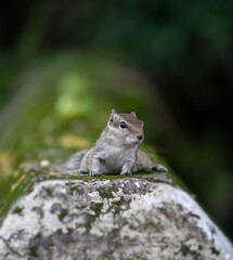 Naklejka na ściany i meble Indian Palm Squirrel or Three Striped Palm Squirrel Sitting on Wall with Selective Focus in Vertical Orientation