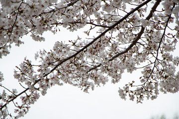 cherry blossom on white