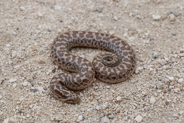 Boa snake is small and beautiful