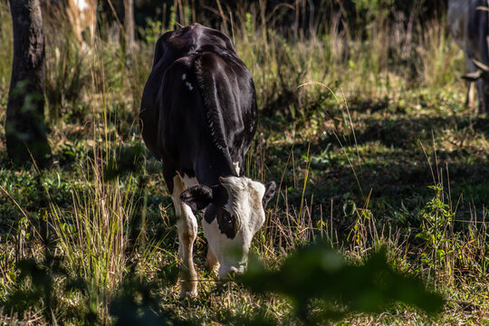Vaca no pasto comendo capim.