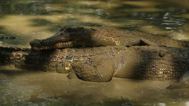 Two saltwater crocodile soaking in the mud during the daytime