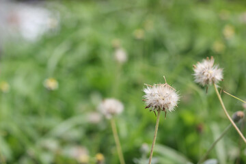 Sensitive focus flowers dry grass flowers with green blur background with copy space.