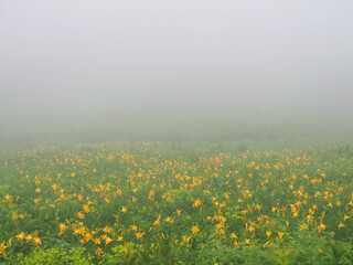 Japanese Scenery - Hakuba Mountain Hiking