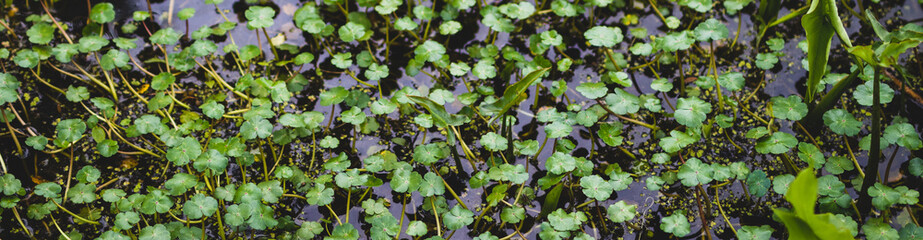marsh plants
