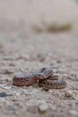 Boa snake is small and beautiful