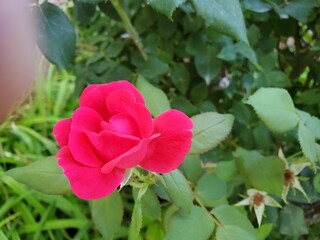 Garden rose - rosa chinensis