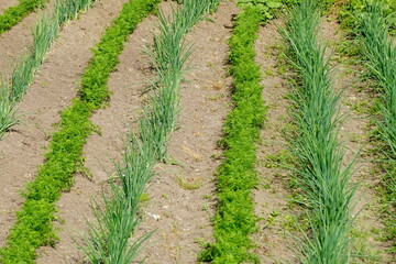 Fototapeta na wymiar Perfect beautiful vegetable garden with green onions and carrots, straight furrows
