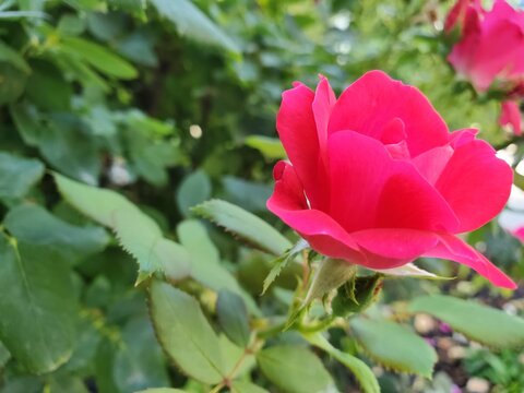 Garden Rose - Rosa Chinensis