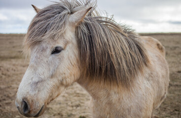 the Icelandic horse with beautiful skin 