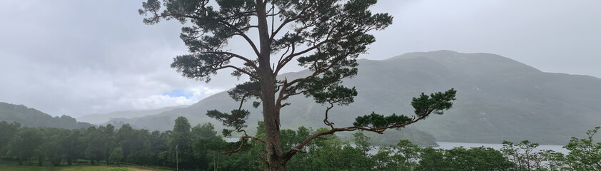 pine tree in the mountains