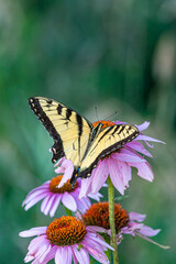 Black and yellow butterfly perched on purple coneflowers in garden in summer