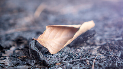 autumn leaves on the surface of the soil from the rest of the burning