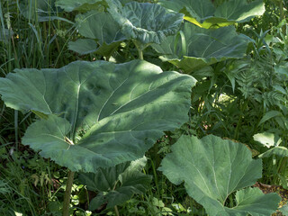 Plant burdock large. Thickets of burdocks and thistles.